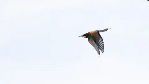 A bird with pointed wings in flight against a pale sky