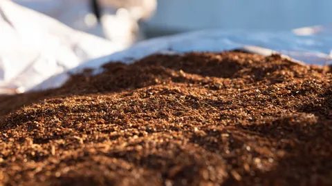 Dried red-brown rooibos spread on the court, close up