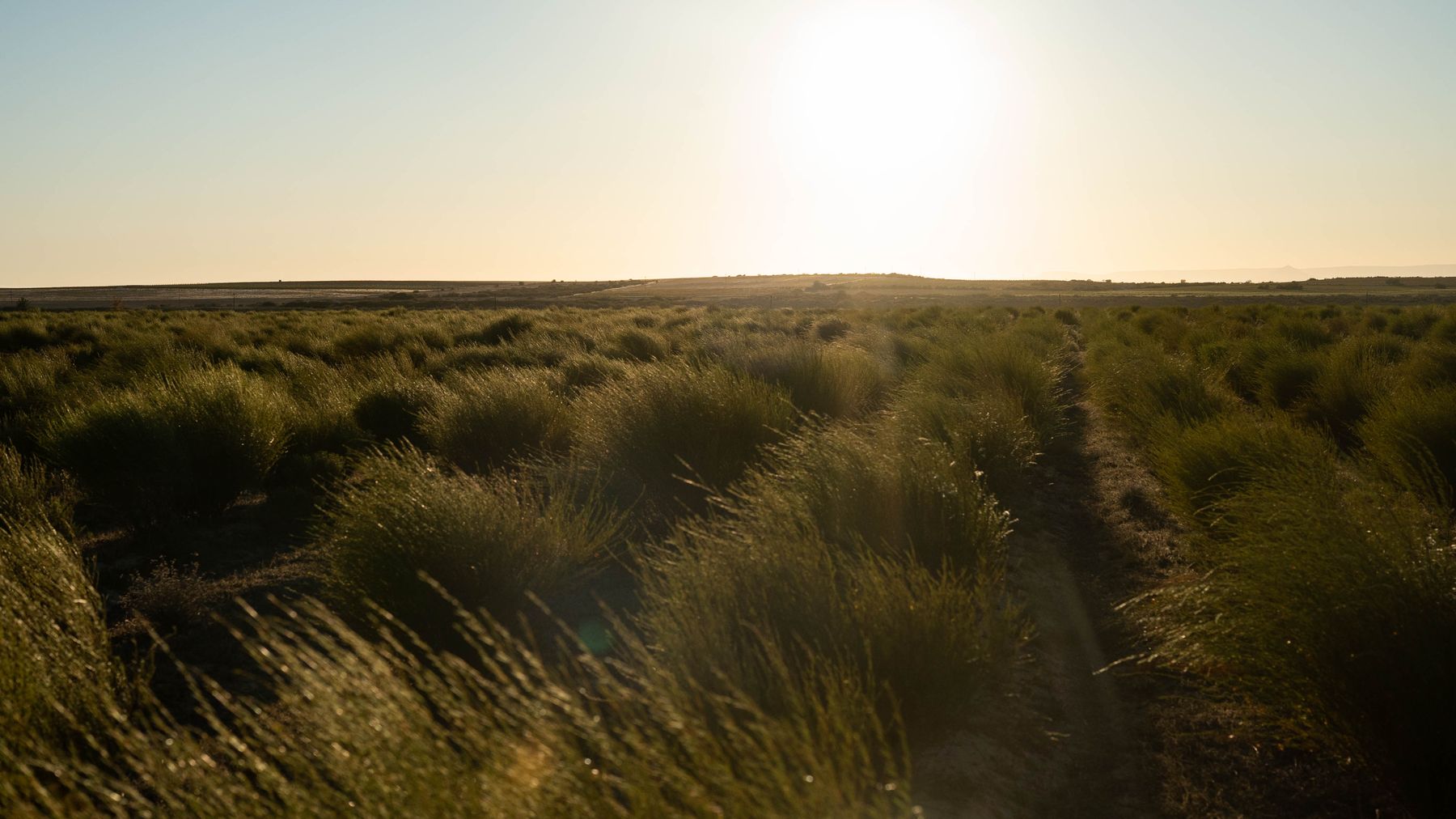 Rows of shrubs in a field at dawn with the sun on the horizon