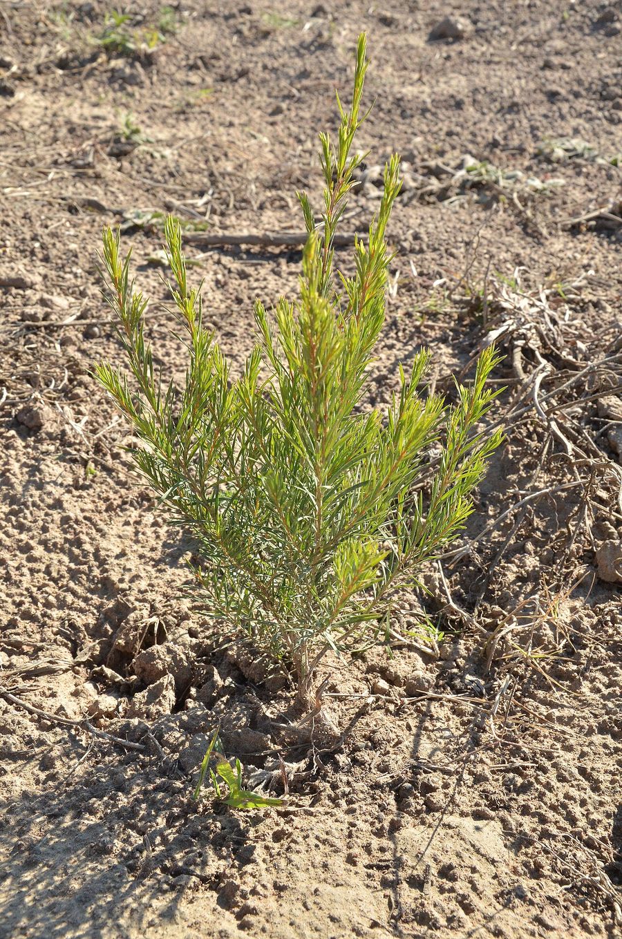 A single young rooibos bush with fine stems growing in sandy soil