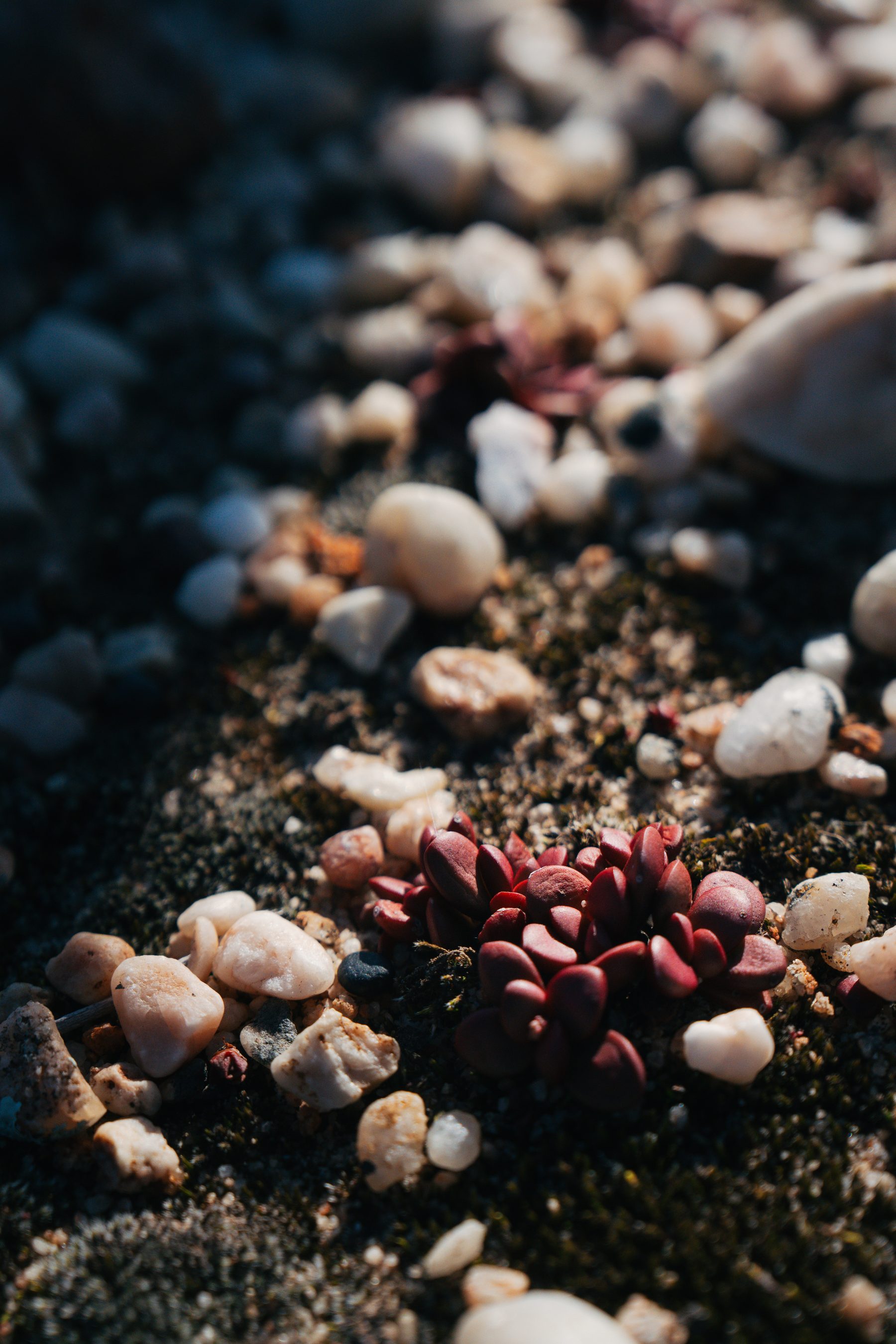 White quartz pebbles and small succulent plants on the ground, close up