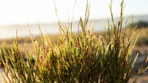 Fine green rooibos stems with early dew, close up, backlit
