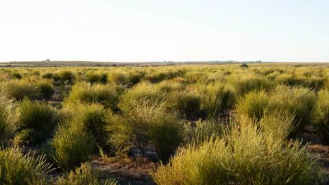 Rows of fine-leaved rooibos bushes under a pale sky, Cloudskraal