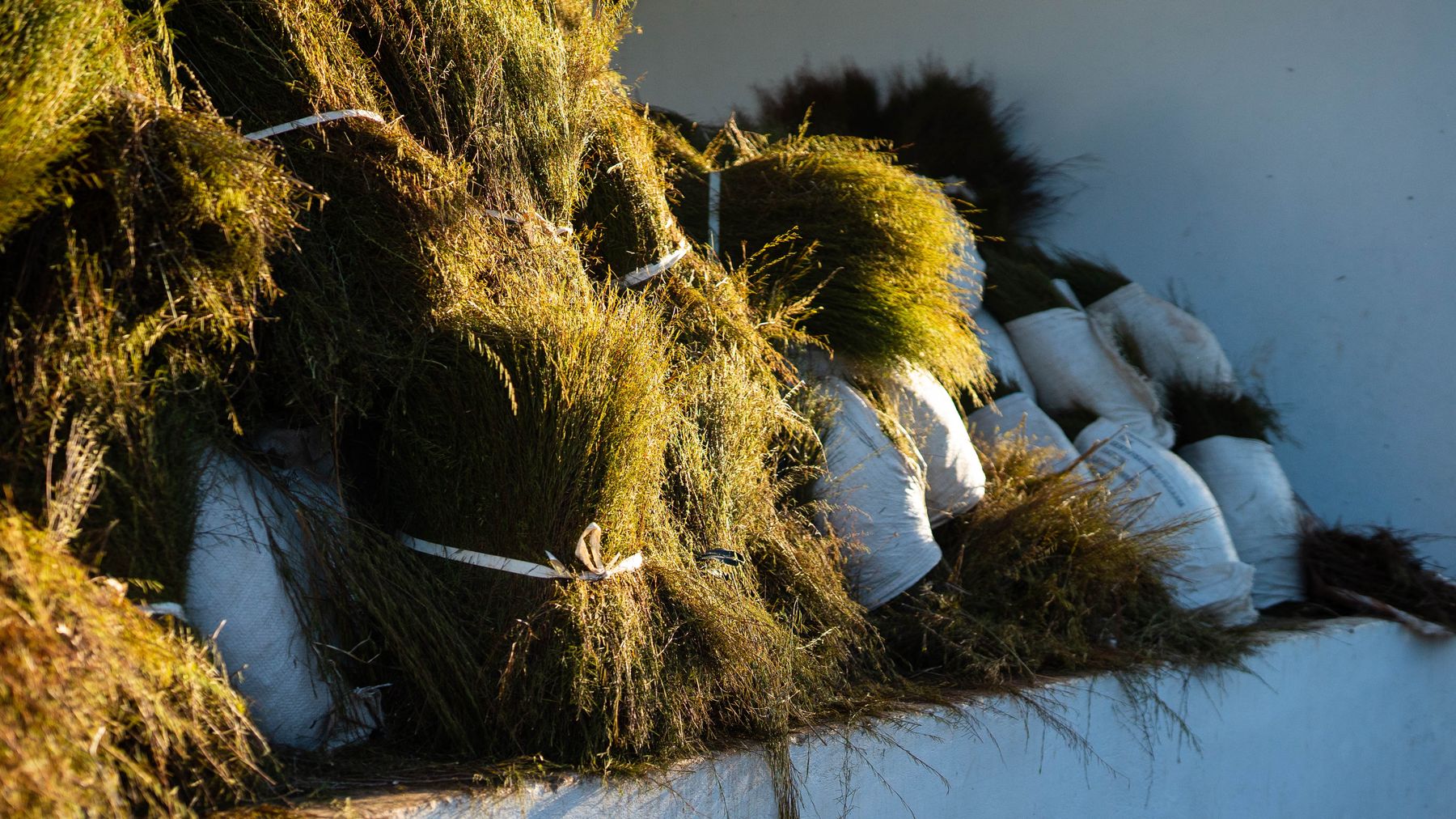 Sheaves of freshly cut green rooibos lying in a stack